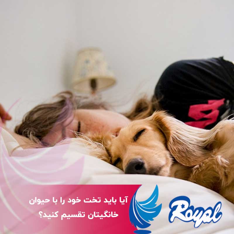 آیا باید تخت خود را با حیوان خانگیتان تقسیم کنید
