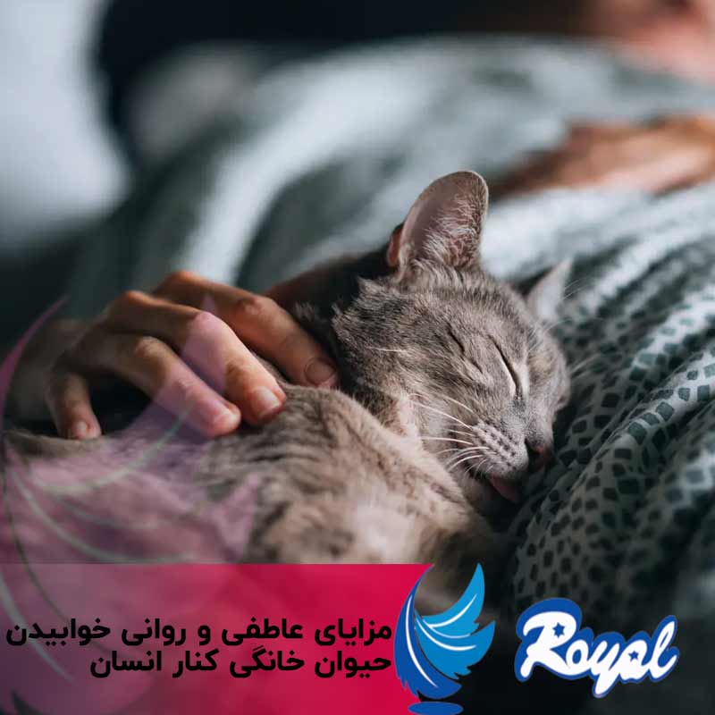 حیوانات خانگی